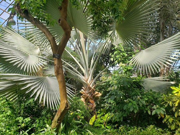 Lincoln Park Conservatory 3