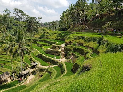 Ceking Rice Terrace