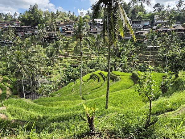 Ceking Rice Terrace