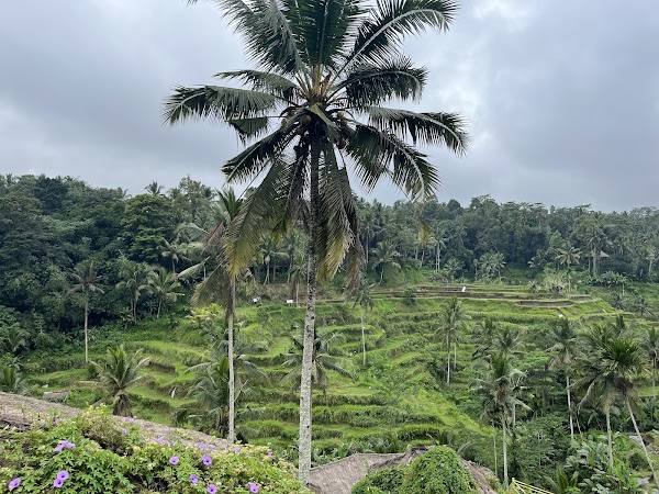 Ceking Rice Terrace 4