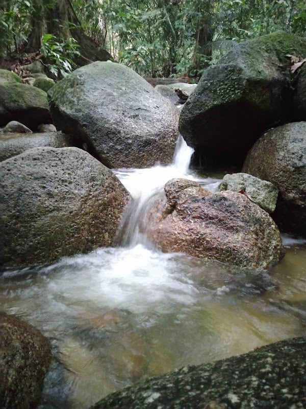 Forest Research Institute Malaysia (FRIM) 2