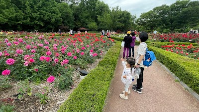 Incheon Grand Park - Rose Garden