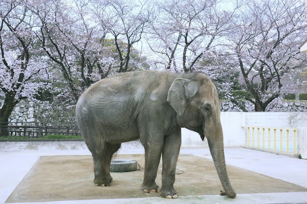 Himeji City Zoo 5