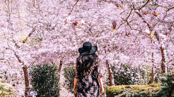 Blossom Valley at Aston Norwood 1