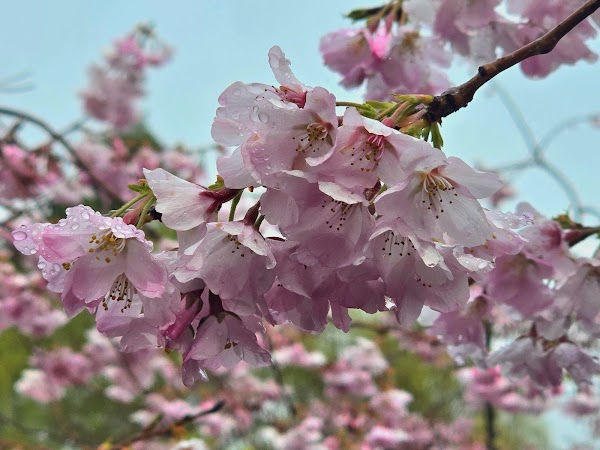 Blossom Valley at Aston Norwood 5