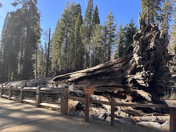 Mariposa Grove of Giant Sequoias 5