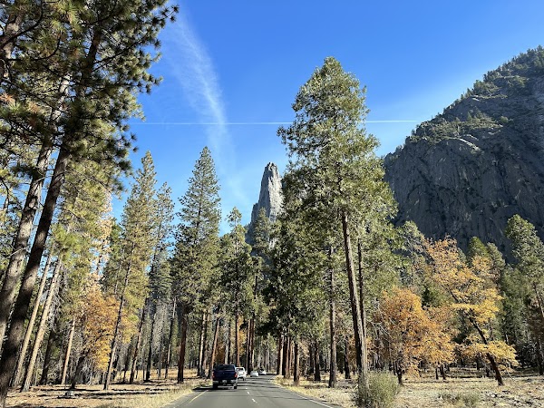 Mariposa Grove of Giant Sequoias 4