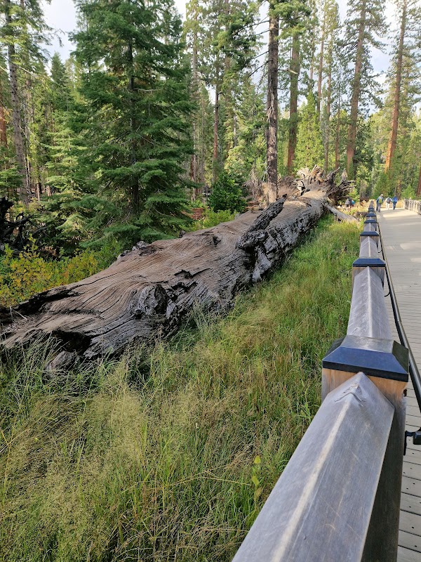 Mariposa Grove of Giant Sequoias 2