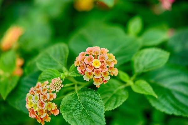 Seoul Botanic Park 3