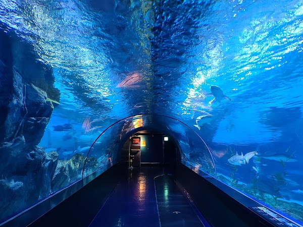 Coex Aquarium 6