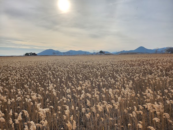 Suncheon Bay Nature Reserve 4