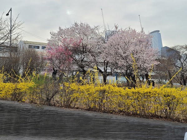 Yeouido Hangang Park 3