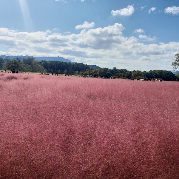 Cheomseongdae Pink Muhly
