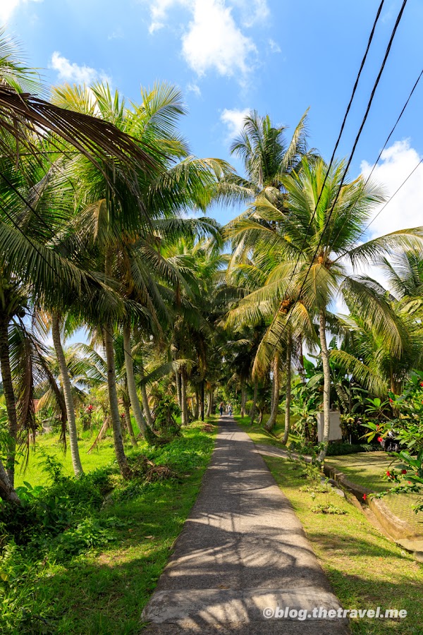 Kajeng Rice Field