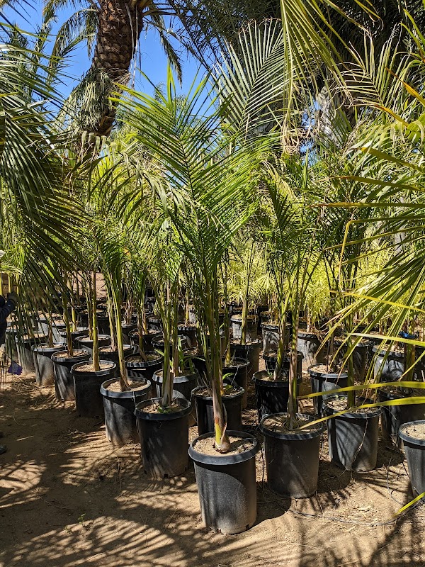Palm Plantation