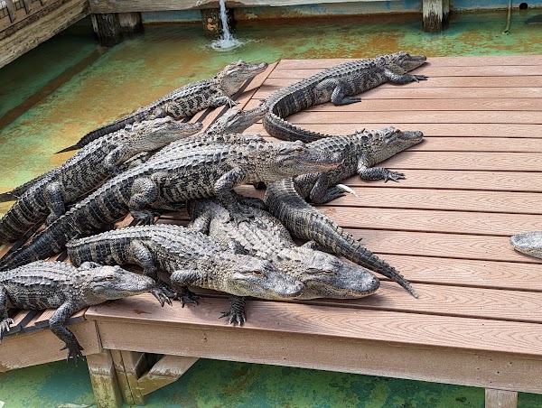 Gatorland 5