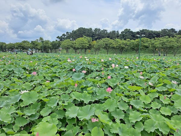 Donggung Palace & Wolji Pond 4