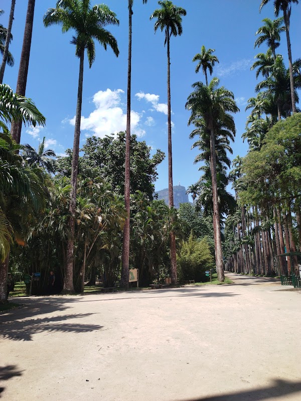 Botanical Garden of Rio de Janeiro 4