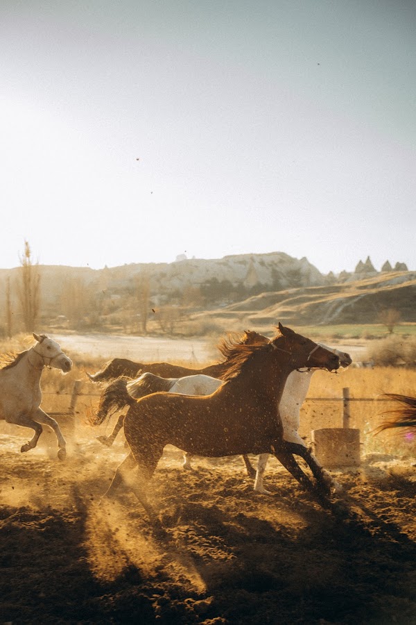 Dalton Kardeşler At Çiftliği