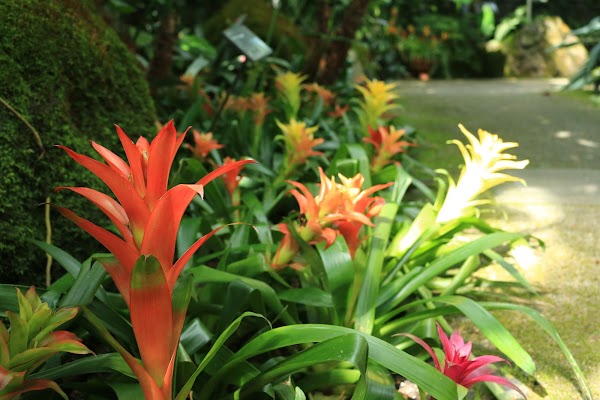 Uji City Botanical Park 5