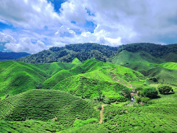 Bharat Tea Plantations Sdn. Bhd. 1