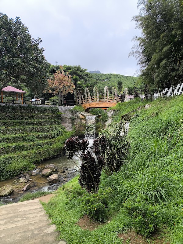 Bharat Tea Plantations Sdn. Bhd. 5