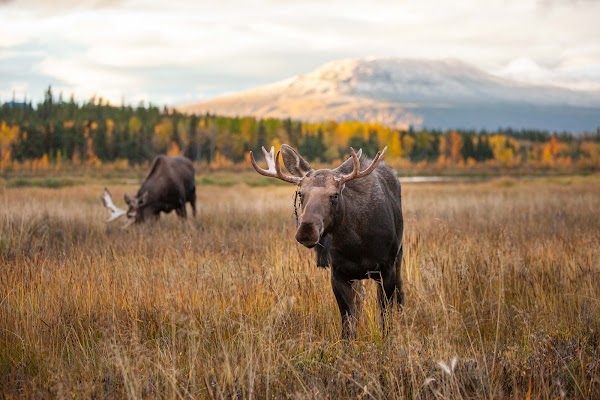Yukon Wildlife Preserve 1