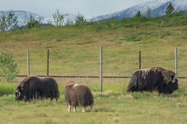 Yukon Wildlife Preserve 4