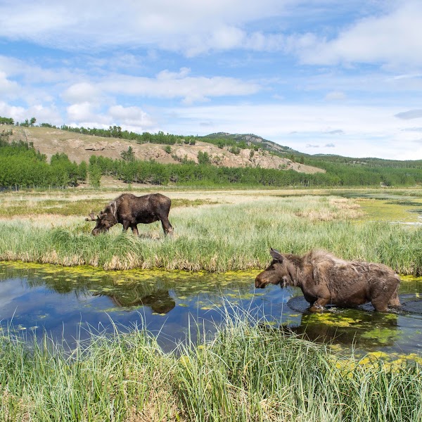 Yukon Wildlife Preserve 3