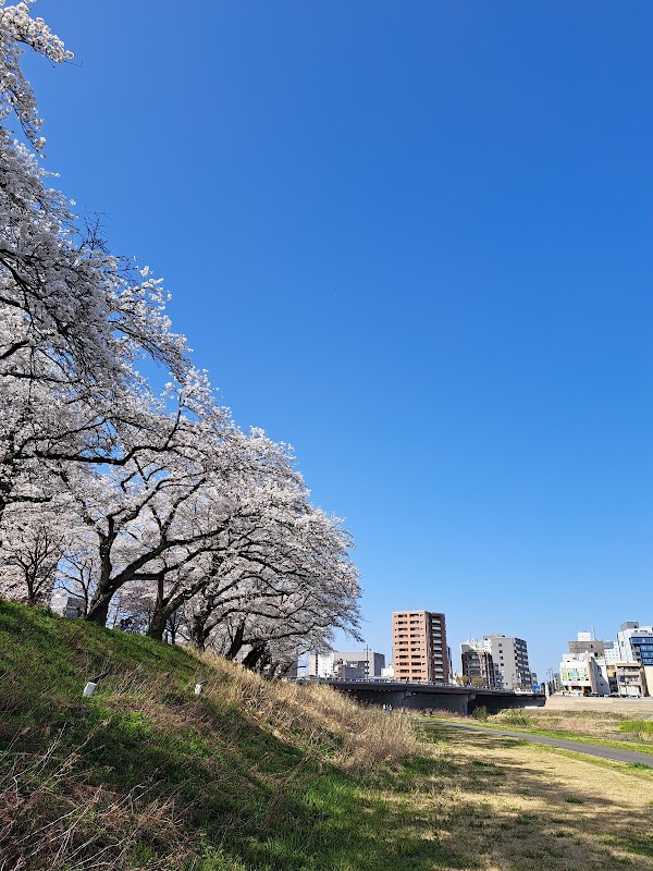 Asuwa River Cherry Blossom Row 5