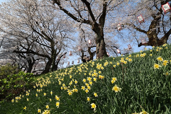 Asuwa River Cherry Blossom Row 3