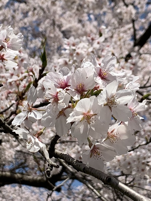 Asuwa River Cherry Blossom Row 2