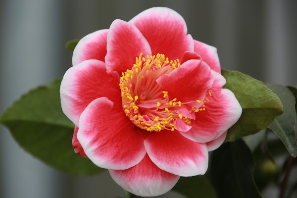 Camellia Hill Botanical Garden 3