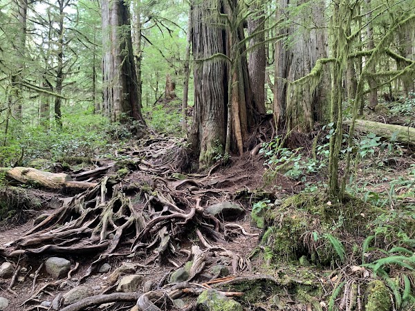 Upper Avatar Grove 5