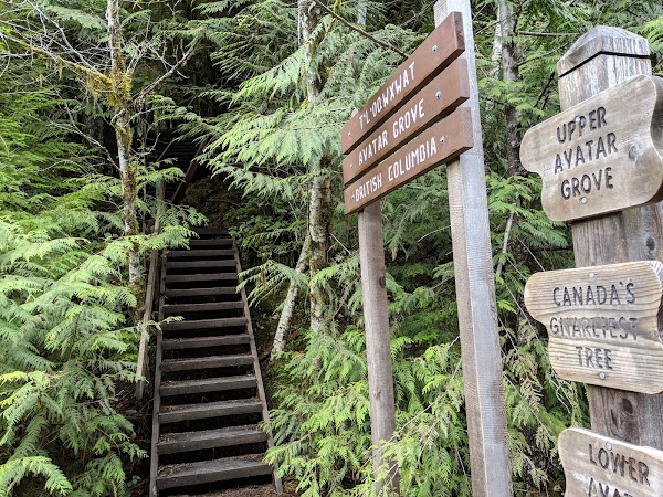 Upper Avatar Grove 4