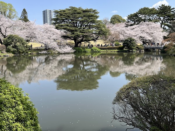 Shinjuku Gyoen Cherry Tree Area