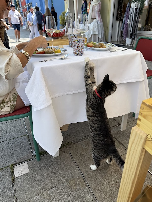 Trattoria Al Gatto Nero 2
