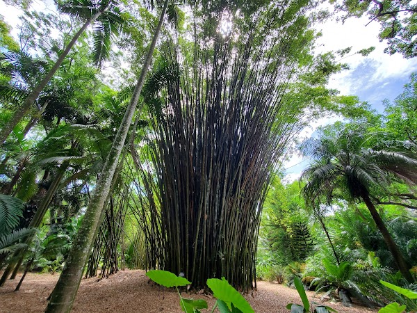 Harry P Leu Gardens 4