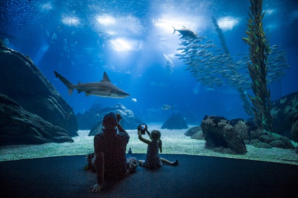 Oceanário de Lisboa 5