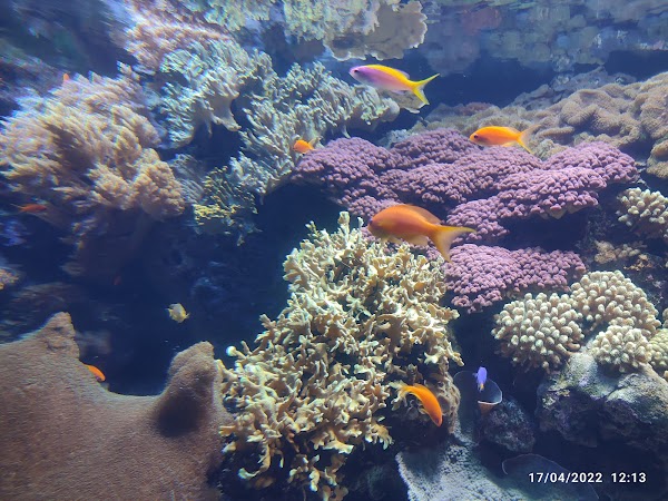 Oceanário de Lisboa 3