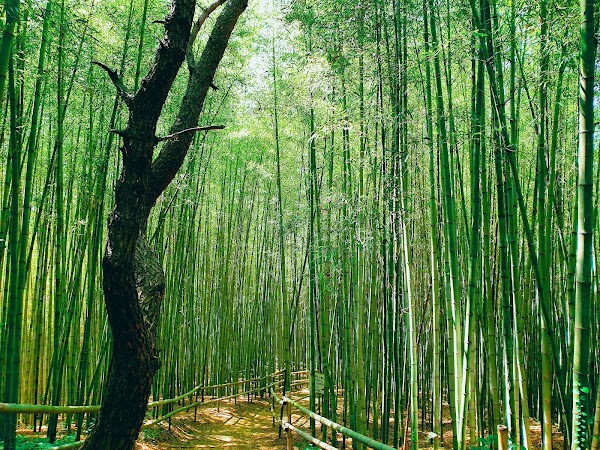 Damyang Bamboo Park 1