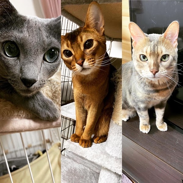 restaurant piccolo 2