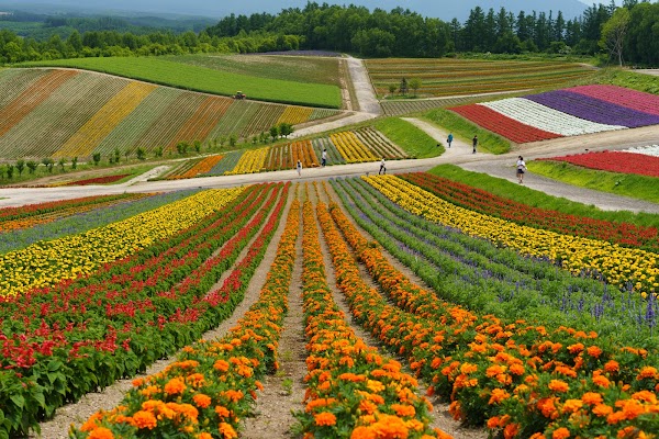 Panoramic Flower Gardens Shikisai-no-oka 1