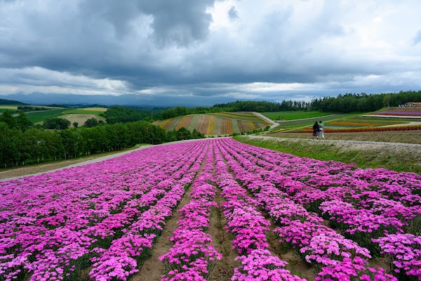 Panoramic Flower Gardens Shikisai-no-oka 6
