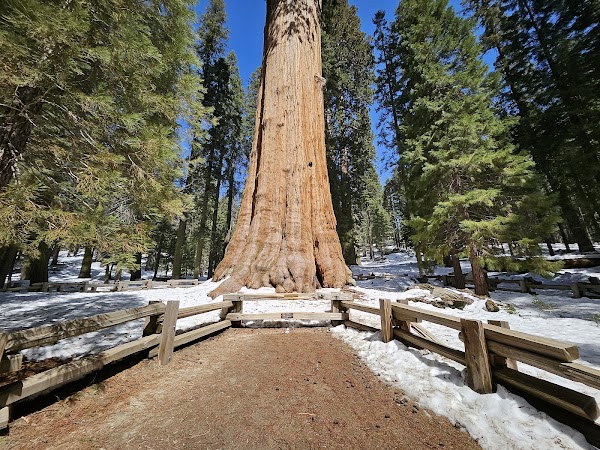 General Sherman Tree