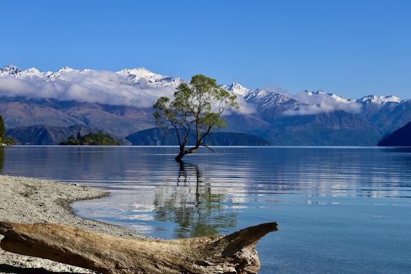 That Wānaka tree