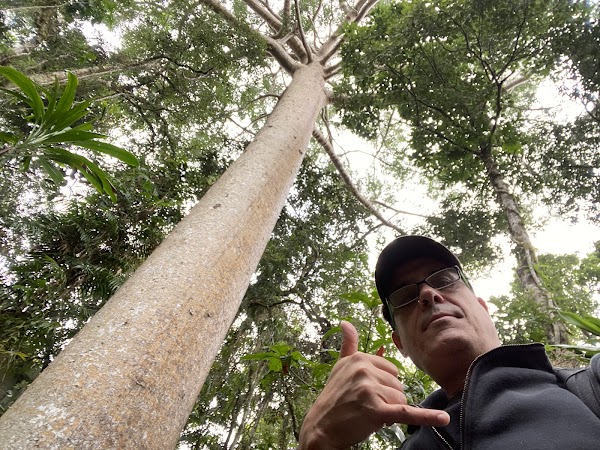Skyrail Rainforest Cableway 3