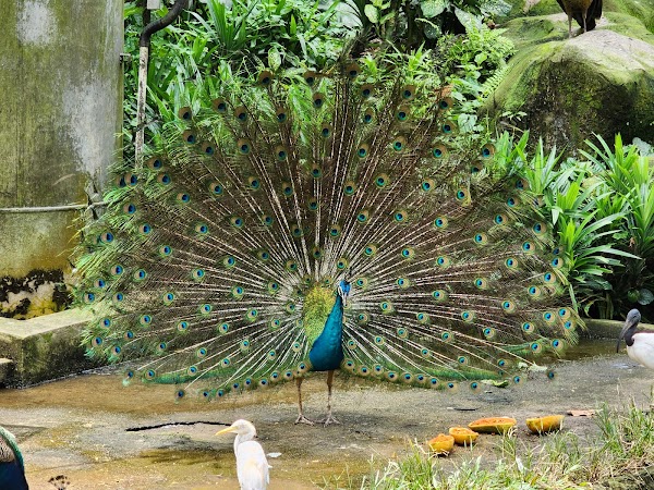 Perdana Botanical Garden 4