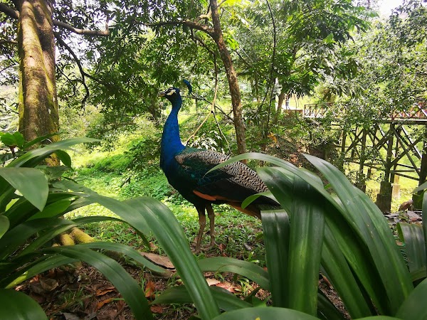 Perdana Botanical Garden 3