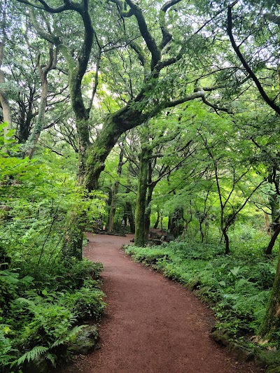 Bijarim Forest